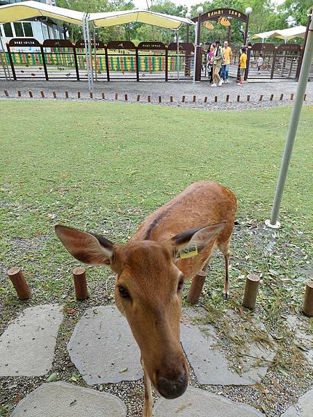 <遊記-宜蘭冬山>2024 斑比山丘零距離的接觸,把你的美 <遊記-宜蘭冬山>2024 斑比山丘零距離的接觸,把你的美