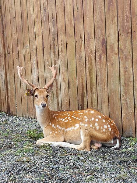 <遊記-宜蘭冬山>2024 斑比山丘零距離的接觸,把你的美 <遊記-宜蘭冬山>2024 斑比山丘零距離的接觸,把你的美