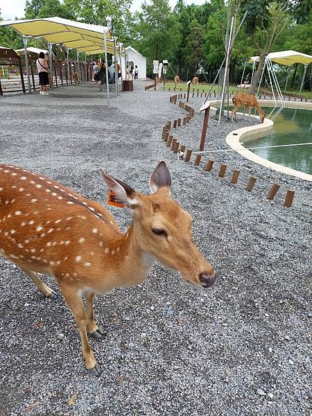 <遊記-宜蘭冬山>2024 斑比山丘零距離的接觸,把你的美 <遊記-宜蘭冬山>2024 斑比山丘零距離的接觸,把你的美
