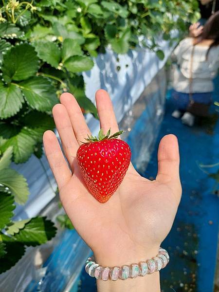 2025新婚夫妻蜜月之旅-可樂旅遊日本東北五天四夜--行前 2025新婚夫妻蜜月之旅-可樂旅遊日本東北五天四夜--行前