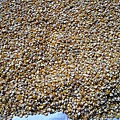 PB080058.JPG