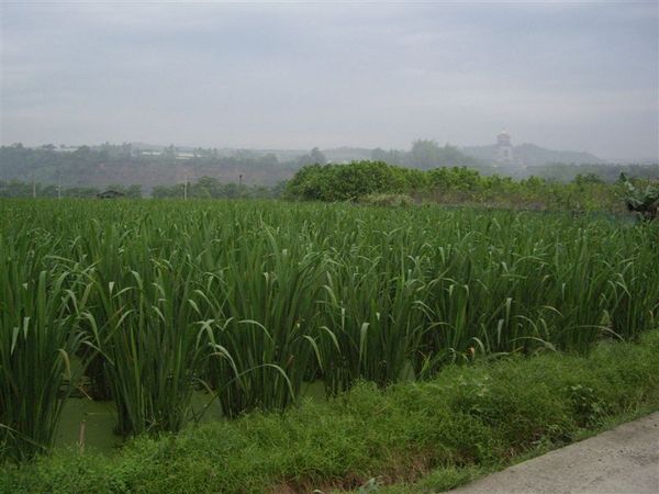 公田溝，賞鳥好地