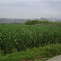 公田溝，賞鳥好地