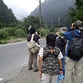 南山村，首見山麻雀！