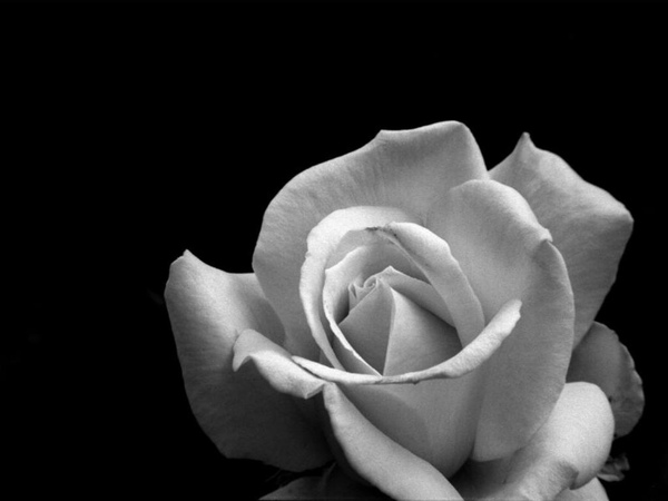 White Rose 1024.jpg