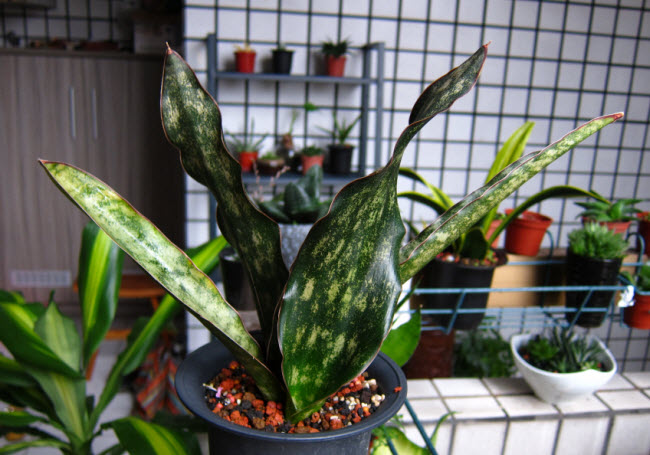 Sansevieria Kirkii var. pulchra