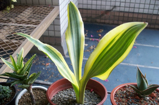 Sansevieria Guineensis yellow variegated