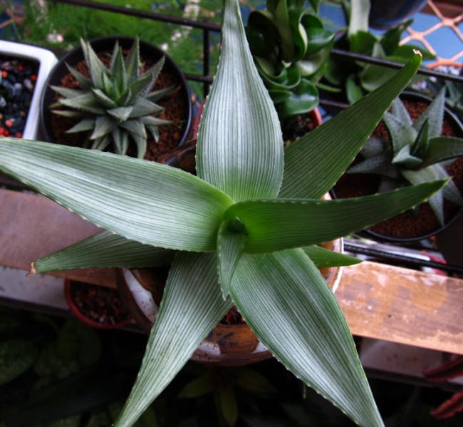 14Aloe deltoideodonta var. candicans (Custom)