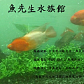 0920-888-274 @ 魚先生水族設計保養~清洗魚缸、洗魚缸洗魚缸，清洗魚缸，保養魚缸，水草缸設計，魚缸訂做