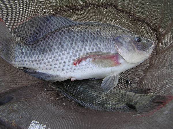 1020704鴻禧釣魚場雙弓.JPG