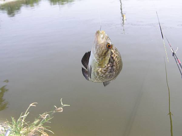 1021031嘉義中連釣魚場珍珠石斑