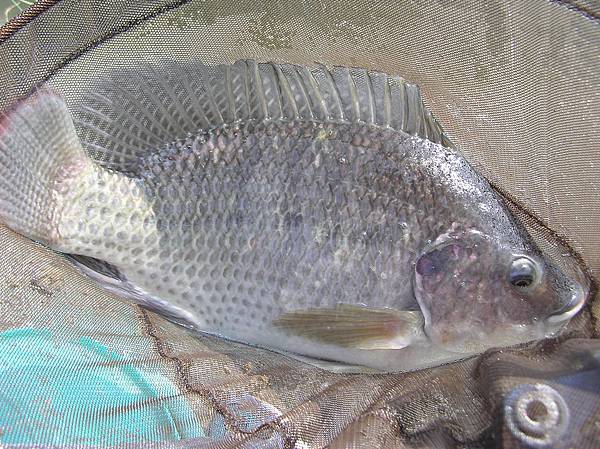 1021031嘉義中連釣魚場魚體