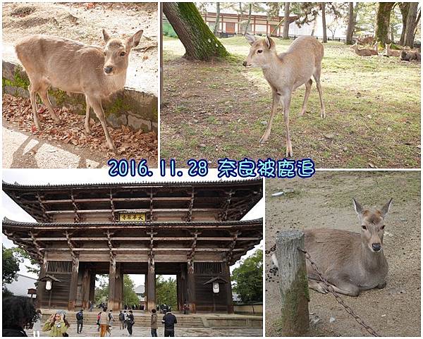 奈良.jpg 奈良.jpg
