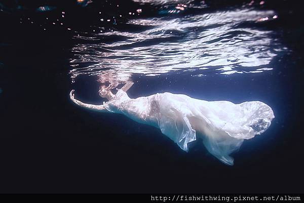 Fish 水中攝影 underwater photography