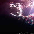 Fish 水中攝影 underwater photography