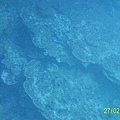 蓮花珊瑚