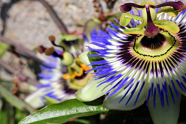 passionflower.jpg