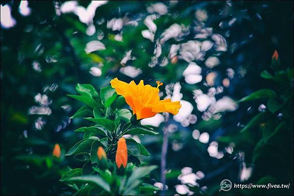 角落嬌豔如畫,興大一村朱槿花,為城市帶來浪漫的文青氛圍 角落嬌豔如畫,興大一村朱槿花,為城市帶來浪漫的文青氛圍