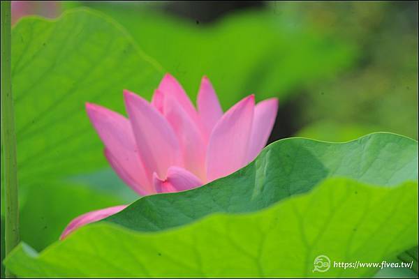 2024中興新村荷花-46.jpg 2024中興新村荷花-46.jpg