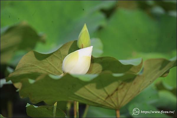 2024亞洲大學荷花 DSC_6185.JPG