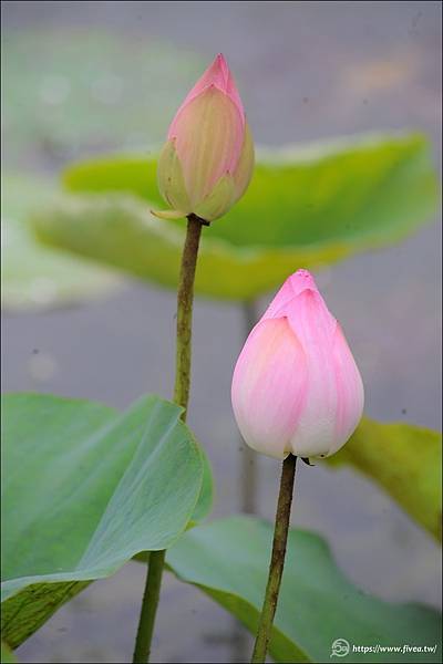 DSC_7476 拷貝.jpg DSC_7476 拷貝.jpg