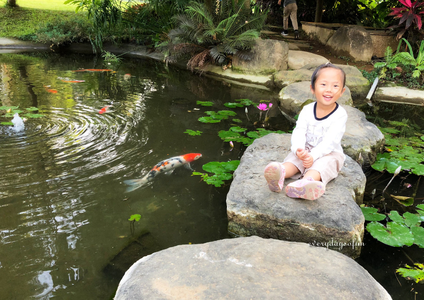 幸福山丘,嘉義,貨櫃咖啡廳,油桐花季,大草原,下午茶,親子活動,下午