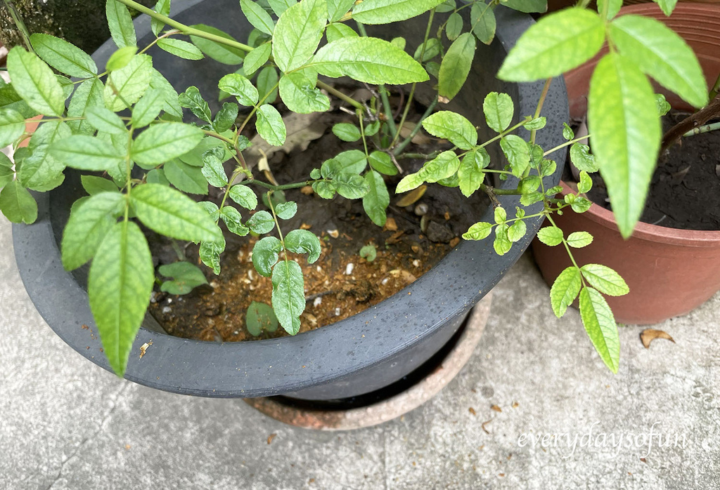 廚餘也可以拿來對種植物或盆栽進行施肥