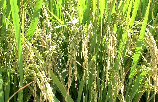 台農秈22號香米 糧糧農夫農夫糧糧 痞客邦 台農秈22號香米 糧糧農夫農夫糧糧 痞客邦