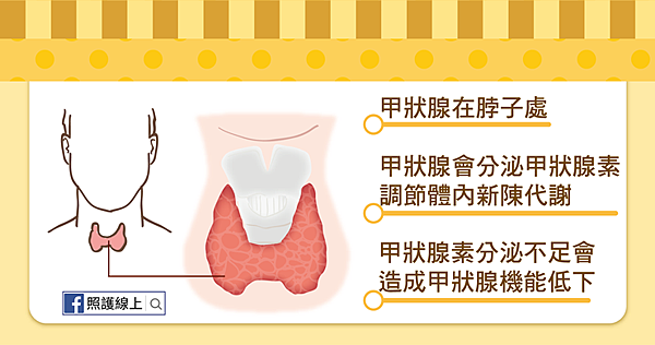 甲狀腺機能低下-02.png