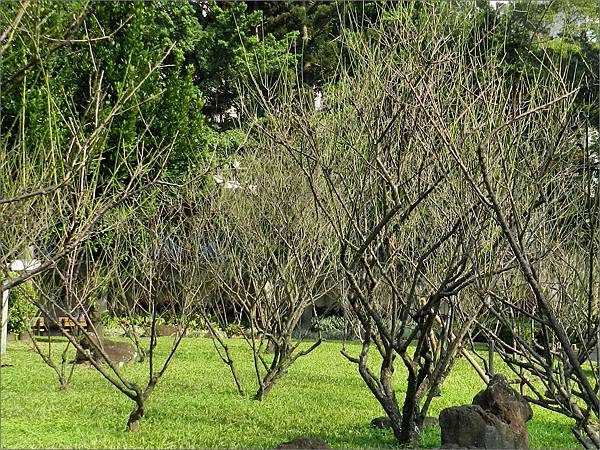 中正紀念堂梅園2014.1.5.jpg