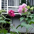 芙蓉2007010.11.jpg