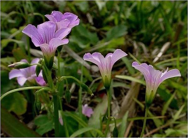 野草鹹酸甜的花.JPG