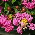 九芎2008.6.13.jpg