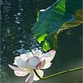 一枝獨秀2004.8.7.JPG