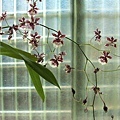 紫花綠葉2008.9.11.JPG