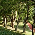 陽光樹林2012.11.7.JPG
