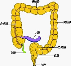 腸道圖.jpg