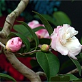 花卉中心茶花2007.2.1.jpg