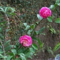 花卉中心茶花2007.2.1.jpg