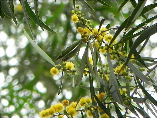 相思樹花 2011.5.19JPG.jpg