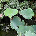 花蕊遠觀2011.11.8.JPG