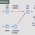 圖二 桃莉羊複製過程