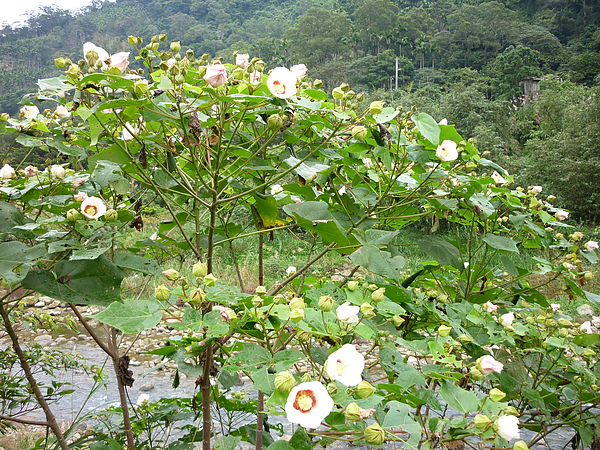 山芙蓉