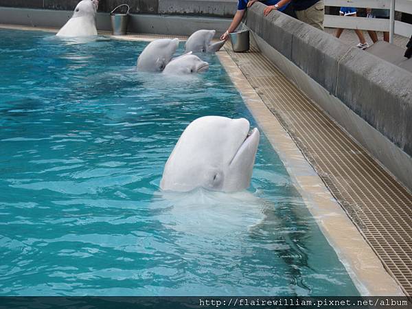 Beluga Whales.