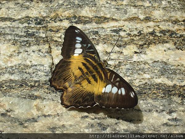 蝴蝶館 (Butterfly Conservatory), 管理員跟我們說這裡面有2000多隻蝴蝶!