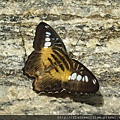 蝴蝶館 (Butterfly Conservatory), 管理員跟我們說這裡面有2000多隻蝴蝶!