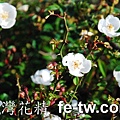 台灣花精採集-高山薔薇