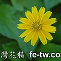 台灣花精採集-蟛蜞菊
