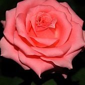 FB002粉紅玫瑰花