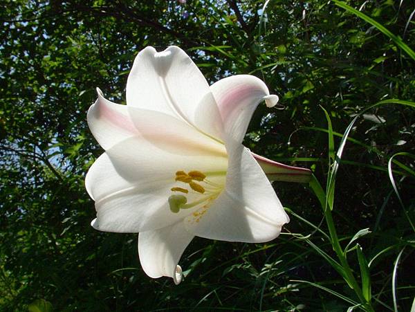 花語 百合花 祈明老師的 花 世界 痞客邦